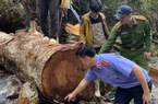 Lai Châu: Tạm giữ hình sự các đối tượng khai thác, vận chuyển lâm sản trái phép