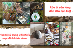 Kẽ hở nào trong công tác quản lý, bảo vệ các loại rùa quý hiếm? (Bài 3)