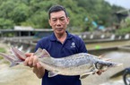 Cơn "mưa vàng" ở Lai Châu và nước mắt nhà nông khi những con cá tầm to như cột nhà ra đi theo nước lũ