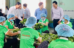 Một Hợp tác xã tiêu biểu ở Tiền Giang trồng mồng tơi, rau muống, thu tiền tỷ/năm