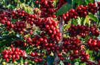 Giá cà phê thế giới tăng, cà phê nội chạm mốc 65.000 đồng/kg