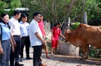 Tín dụng Ngân hàng CSXH giúp nông dân Tây Ninh thoát nghèo, vươn lên khá giả bằng các mô hình kinh tế hiệu quả