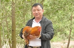 Nhân giống thành công loại gà đặc sản-gà Tiên Yên đất Quảng Ninh là ông Chủ tịch Hội Nông dân huyện