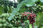 Giá cà phê nội có tuần tăng, sản xuất Robusta vẫn bị "đe dọa"