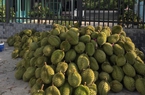 Loại cây ăn trái đặc sản nào đang được trồng nhiều nhất ở huyện Cái Bè của Tiền Giang?