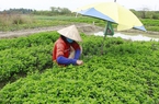 Các loại rau xanh đồng loạt tăng giá ở Vĩnh Long, bán đắt hàng là rau má, rau tía tô, hành lá