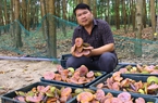 Vô khu rừng ở Gia Lai bất ngờ thấy một thứ "cây" mọc la liệt, đều tăm tắp, hóa ra nhổ lên bán rõ đắt