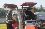 Dưới nắng nóng như nung, nông dân Nghệ An hối hả gặt nốt lúa xuân
