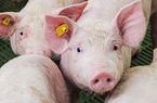 Lượng cung vẫn đang ghi nhận bị thiếu hụt, dự kiến giá lợn hơi sắp cán mốc 65.000 đồng/kg