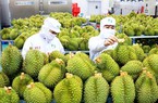 Rau quả Việt xuất ngoại tăng cao kỷ lục