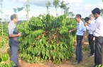 Ở Đắk Nông, cây cà phê giống bất ngờ bán chạy như tôm tươi, nhà vườn "cháy hàng"