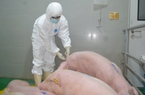 Mỗi năm Việt Nam bố trí trên 500 tỷ đồng cho phòng chống dịch bệnh động vật