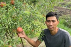 Trồng loại cây ra trái đỏ lủng lẳng, ruộng đẹp mê tơi, ai qua cũng ráng chụp hình, anh nông dân An Giang trúng