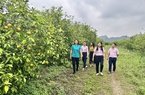 Tín dụng ưu đãi Ngân hàng CSXH giúp nông dân Quỳ Hợp ở Nghệ An chăn nuôi, làm du lịch