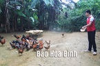 Hòa Bình: Nông dân nuôi giống gà bản địa gì mà bán giá 130.000 đồng/kg?