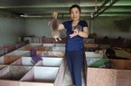 Một chị nông dân Nghệ An nuôi con đặc sản ham gặm đốt tre, đưa ảnh lên facebook, dân mạng like "ầm ầm"
