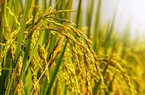 Nhờ đâu, ông Huyện Sỹ từ tầng lớp trung lưu trở thành người giàu nhất Đông Dương?