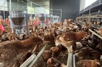 HSI hoan nghênh Green Connect tham gia chương trình sản xuất trứng gà nhân đạo