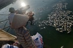 Cá chết do nắng nóng, nhiều hộ nuôi thủy sản ở Hải Dương thiệt hại nặng, chỉ biết kêu trời