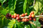 Giá cà phê hai sàn đảo chiều hồi phục, cà phê nội sát ngưỡng 62.000 đồng/kg