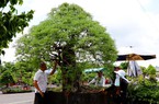 Cận cảnh cây me bonsai cực phẩm "hết nước chấm" giá gần 1 tỷ ở Bà Rịa-Vũng Tàu, ai cũng muốn chụp hình