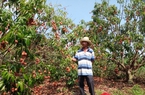 Trồng cây mắc ca, trồng cây vải thiều trên đất Phú Yên, ai ngờ cây nào cũng "thi đua" ra trái