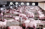 Lượng lợn đang khan, giá lợn hơi miền Bắc tạm thời tăng trở lại