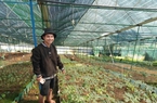 Người trồng thành công ở Lâm Đồng một loại sâm quý của Việt Nam có tới 56 hoạt chất saponin 