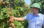 Một loại quả ngon của Tân Yên ở Bắc Giang chất lượng vượt trội, "hiên ngang" đi ra chợ thế giới