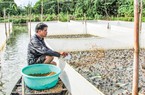 Cần Thơ: Nông dân cho ếch đồng sinh sản thành công, nuôi nhung nhúc trong vèo ai nhìn cũng thích
