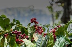 Robusta tăng vọt, giá cà phê trong nước tiến sát mốc 63.000 đồng/kg