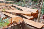 52 cây gỗ bị đốn hạ trong rừng phòng hộ ở Gia Lai