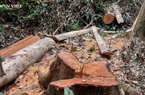 Gia Lai: Khởi tố vụ khai thác trái phép gần 50 mét khối gỗ 