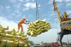 Thu về hơn 1 tỷ USD từ 7 mặt hàng nông sản xuất khẩu trong nửa đầu năm 2023