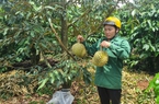 Tình trạng chặt gốc, cạo vỏ, phá hoại sầu riêng, chanh leo, ở Gia Lai khiến dân phải canh vườn 24/24