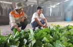 "Cây vàng đen" thất thế, nông dân ở xã này của Gia Lai trồng cây gì mà thu nhập khấm khá hẳn lên?