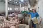 Chuyên gia dự báo diễn biến giá lợn hơi, giá thức ăn chăn nuôi từ nay đến cuối năm