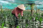 Vốn quỹ hỗ trợ nông dân Khánh Hòa đang quản lý gần 90 tỷ đồng