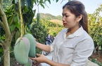 Nông dân trồng xoài, nhãn Sơn La tăng 150% lợi nhuận nhờ dùng thuốc bảo vệ thực vật đúng cách