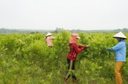 Ở nơi này của Quảng Trị, dân trồng một thứ cây ngoại trên đất bỏ hoang, bất ngờ vặt lá bán ra tiền