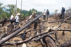 Quảng Nam: Hơn 10,5 ha rừng bị phá hoại trong 6 tháng đầu năm