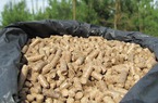 "Khát" nguyên liệu đầu vào sản xuất điện, Nhật Bản, Hàn Quốc tăng tốc mua đến 95% một loại viên nén của Việt Nam