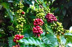 Giá cà phê trong nước mất mốc 65.000 đồng/kg, tại chợ thế giới giá cà phê khiến người ta chả vui