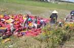 Người dân Quảng Trị lội ruộng gom 5 tấn cá giúp tài xế ở Nghệ An bị lật xe