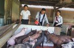 Quảng Nam: Chăn nuôi lợn và bán vật tư nông nghiệp, một nông dân ở Đại Lộc lãi hàng trăm triệu đồng/năm
