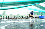Huyện duyên hải Cần Giờ sắp có 850 nông dân chuyên nghiệp 