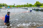 Nuôi tôm ở Cà Mau, giá cứ giảm từng ngày, bất ngờ nghe dân nói: Có trúng mùa vẫn lỗ