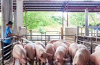 Giá lợn hơi thất thường: Lo lợn nhập lậu gây mất kiểm soát