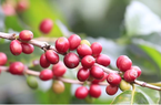 Giá cà phê Robusta đảo chiều giảm, cà phê trong nước cũng mất 200 đồng/kg 