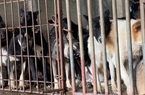 Huyện Hậu Lộc (Thanh Hóa): “Rùng mình” trước cách hành hạ chó vì lợi nhuận của các chủ buôn